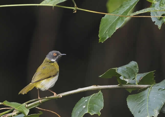 bwindi impenetrable forest birds bwindi impenetrable forest birds