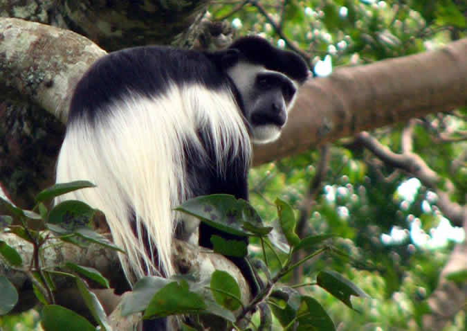 bwindi colubus monkey
