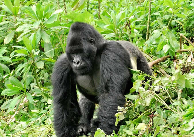 bwindi silverback gorilla bwindi silverback gorilla