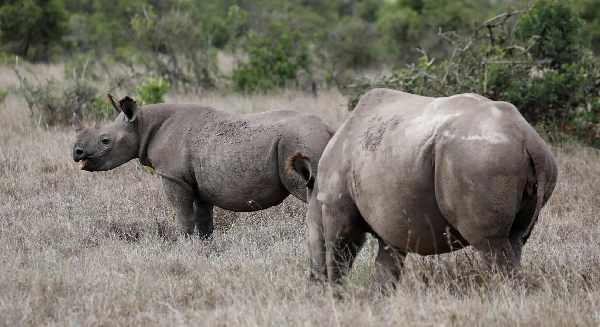 meru national park meru national park
