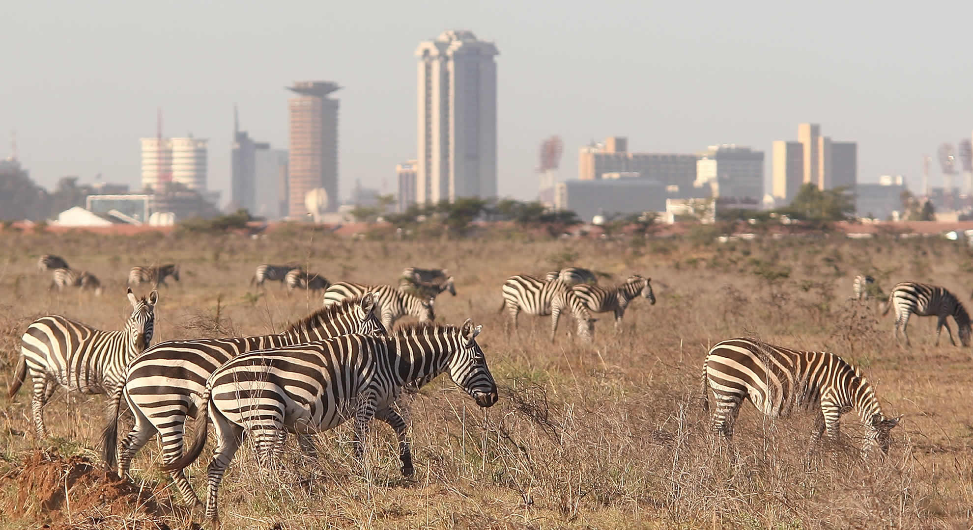 nairobi national park nairobi national park