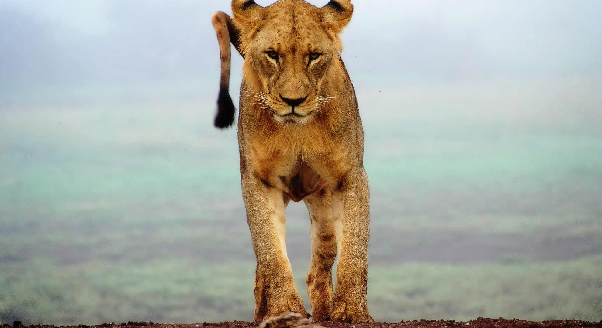 tsavo west national park tsavo west national park