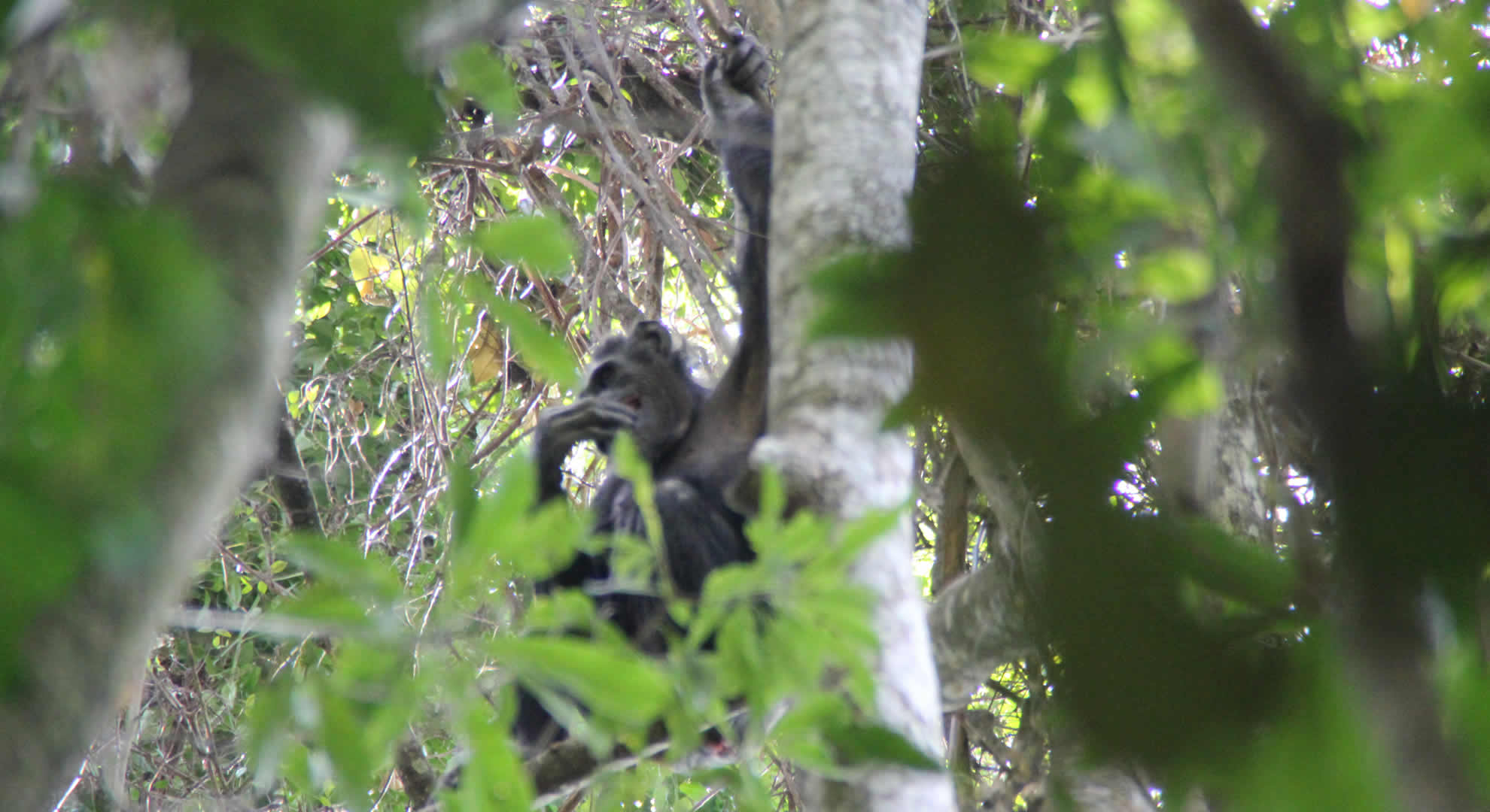 gishwati mukura national park gishwati mukura national park