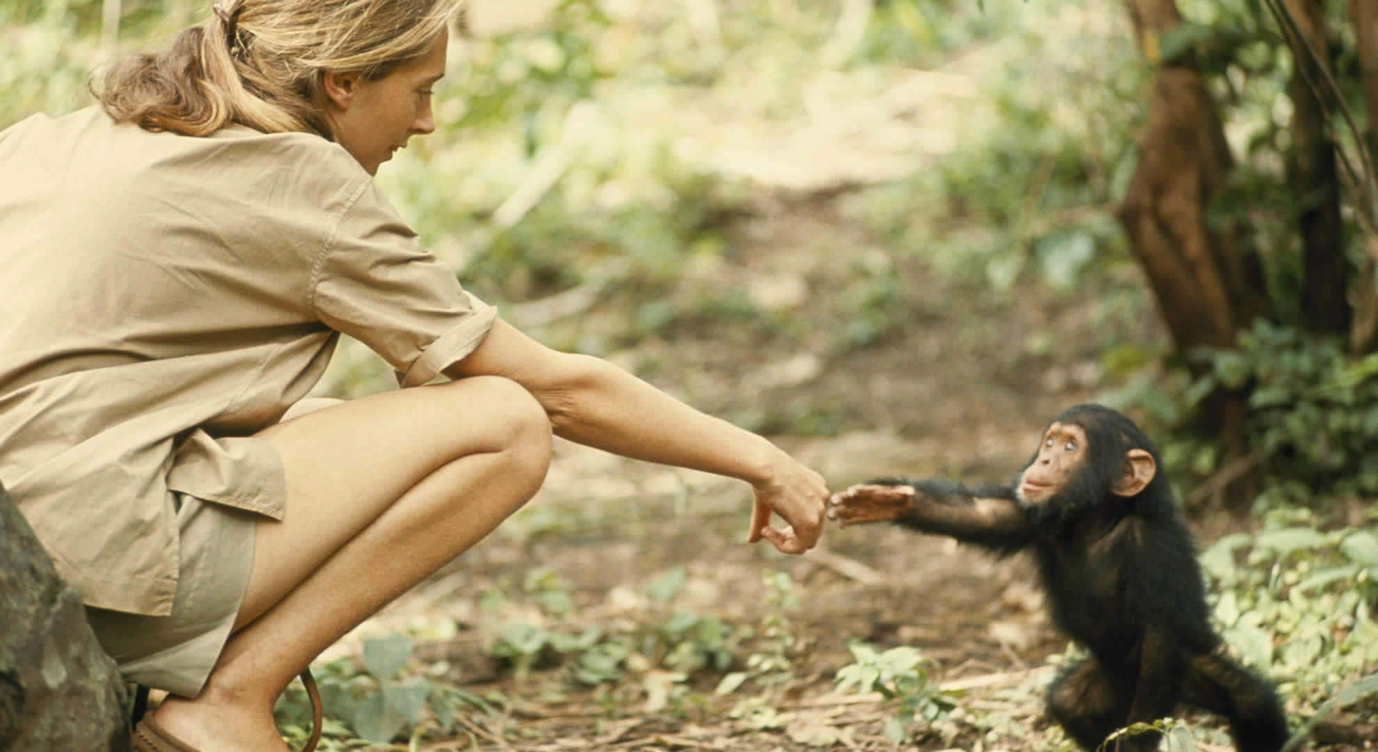 jane goodall - gombe stream national park jane goodall - gombe stream national park