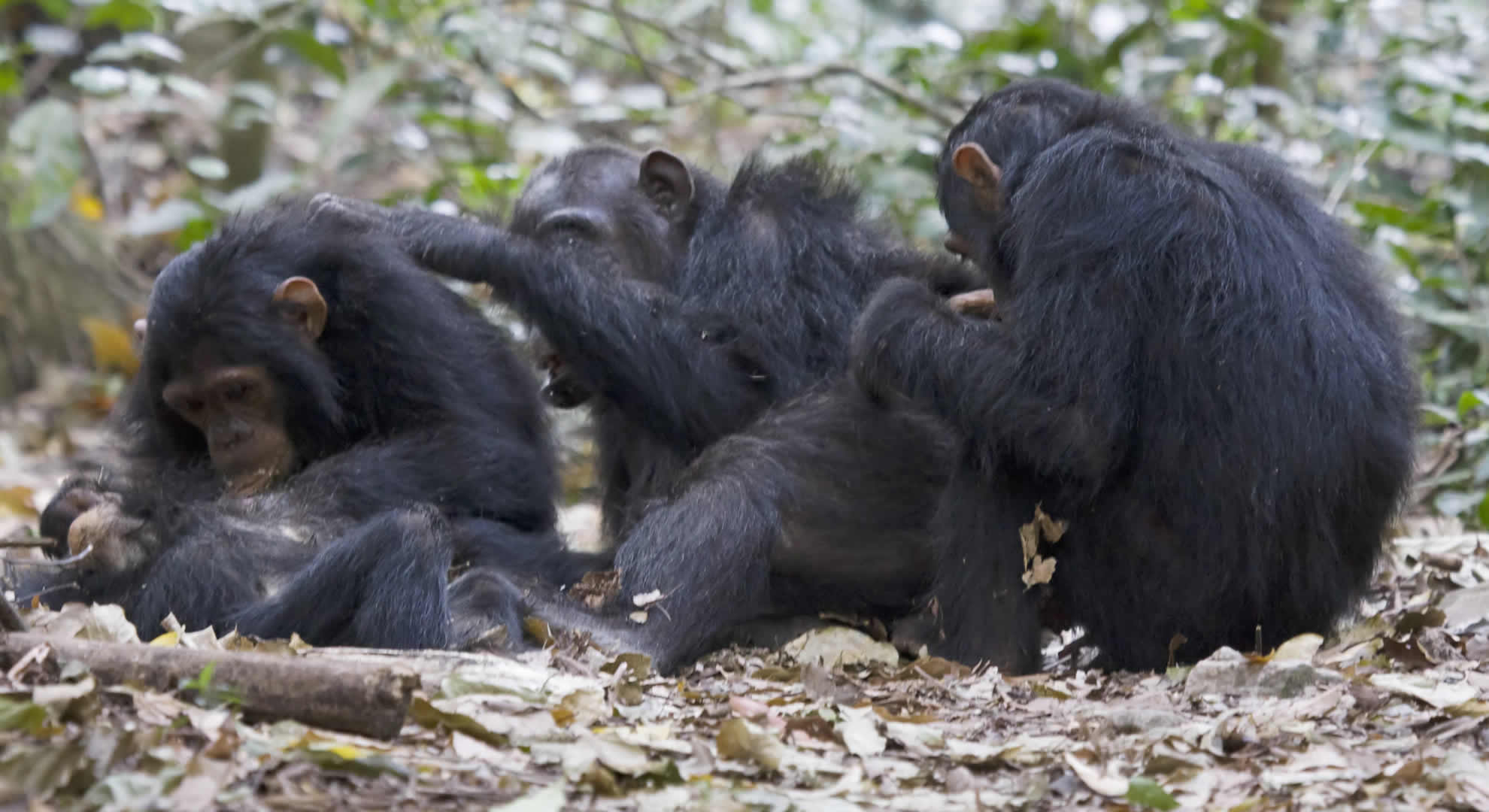 gombe national park gombe national park