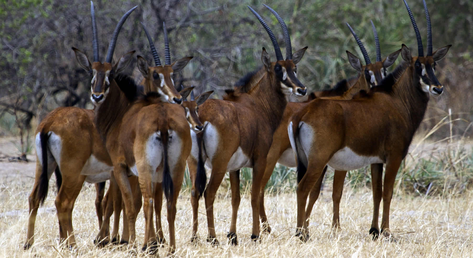 katavi national park katavi national park
