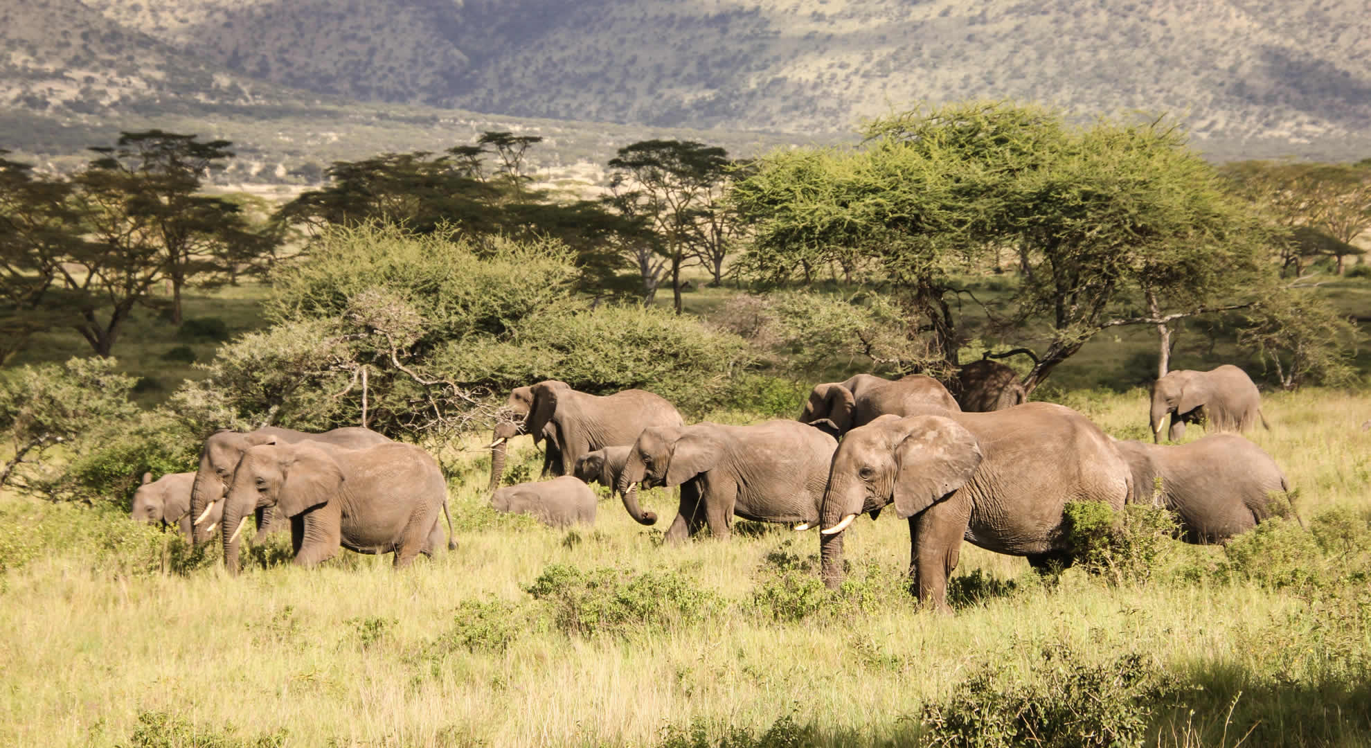 mikumi national park mikumi national park