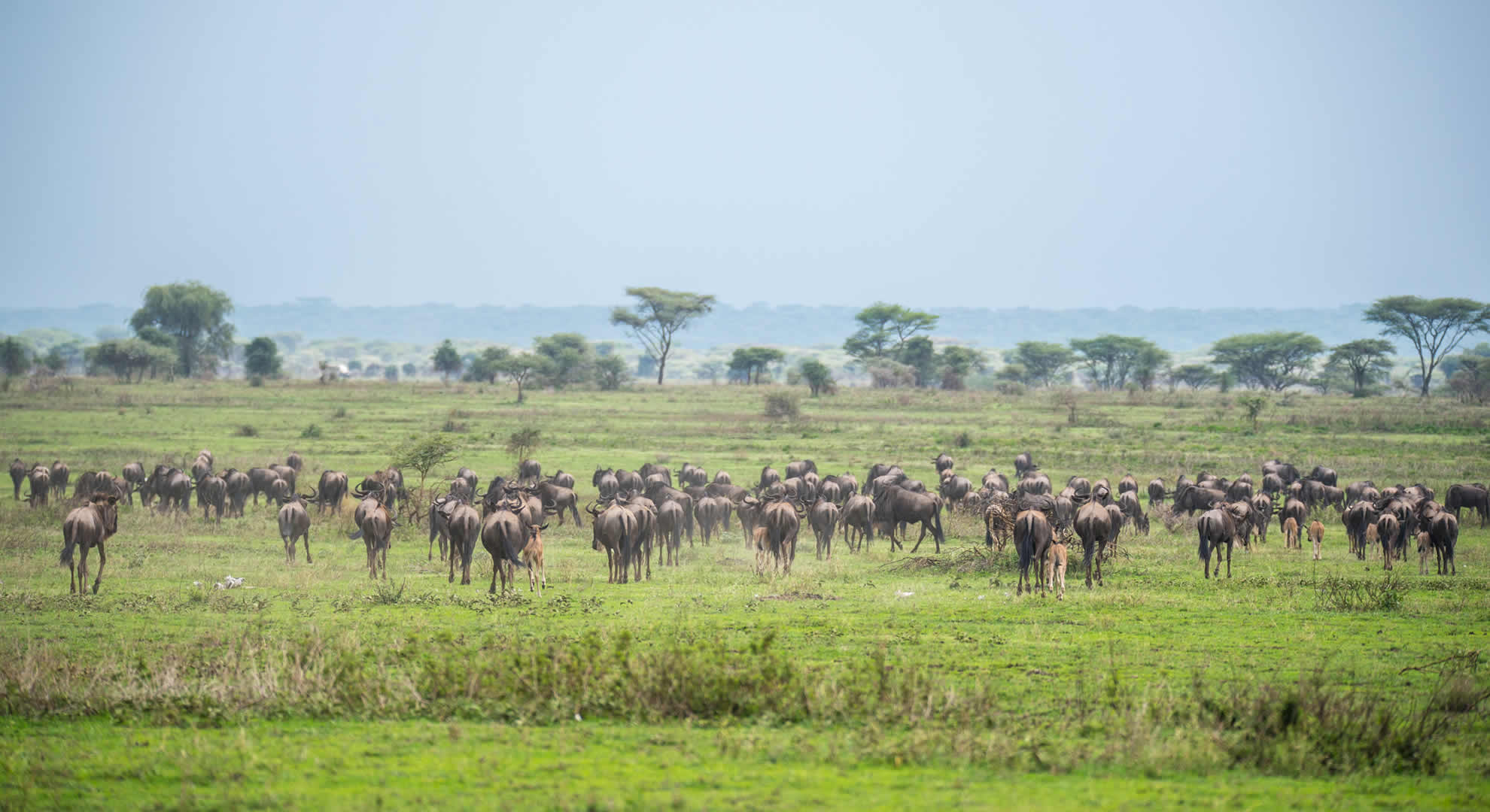 ngorongoro conservation area ngorongoro conservation area