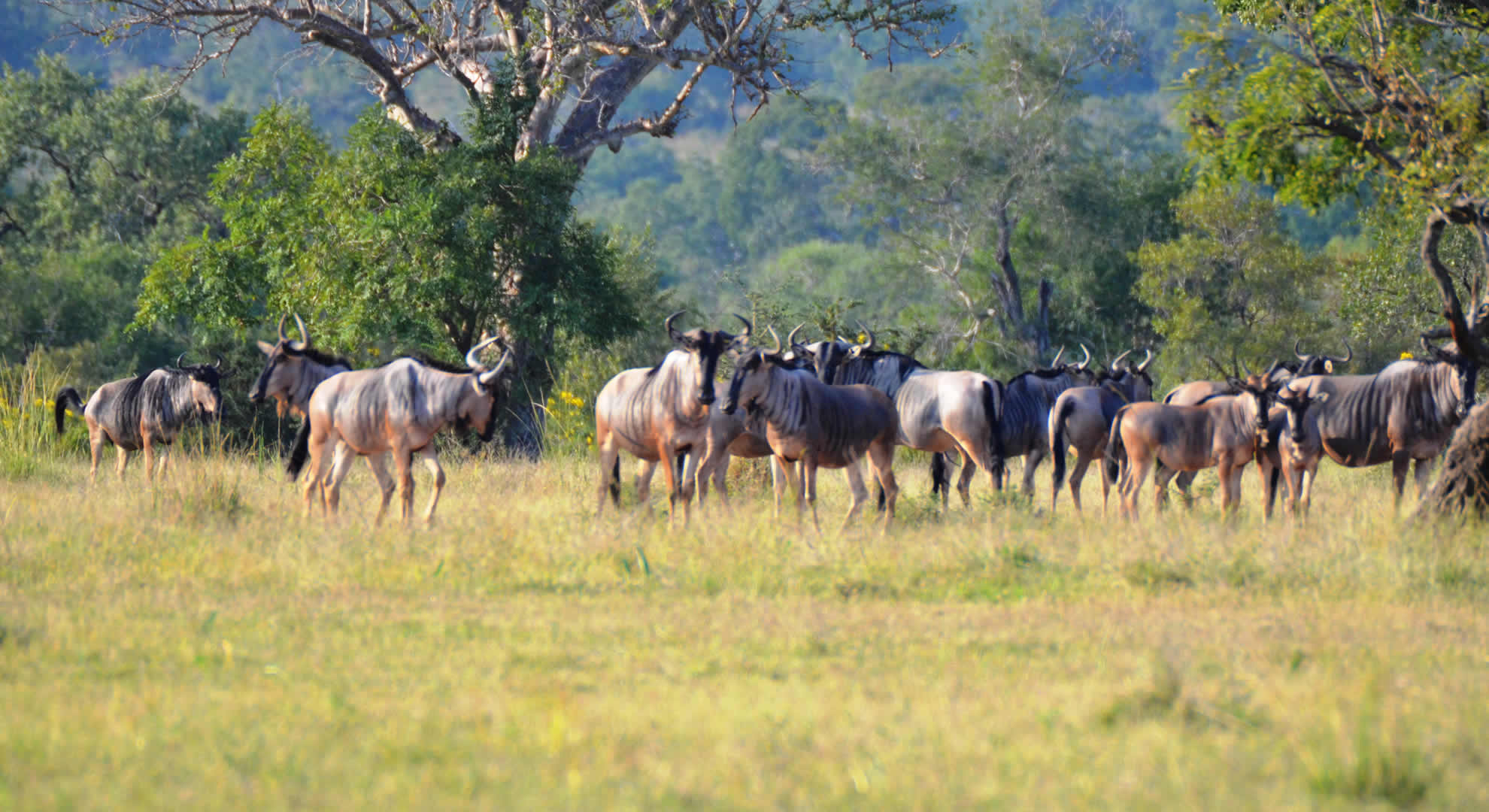 Nyerere National Park Nyerere National Park