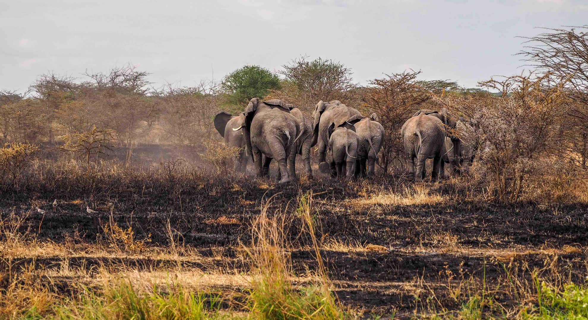 tarangire national park tarangire national park