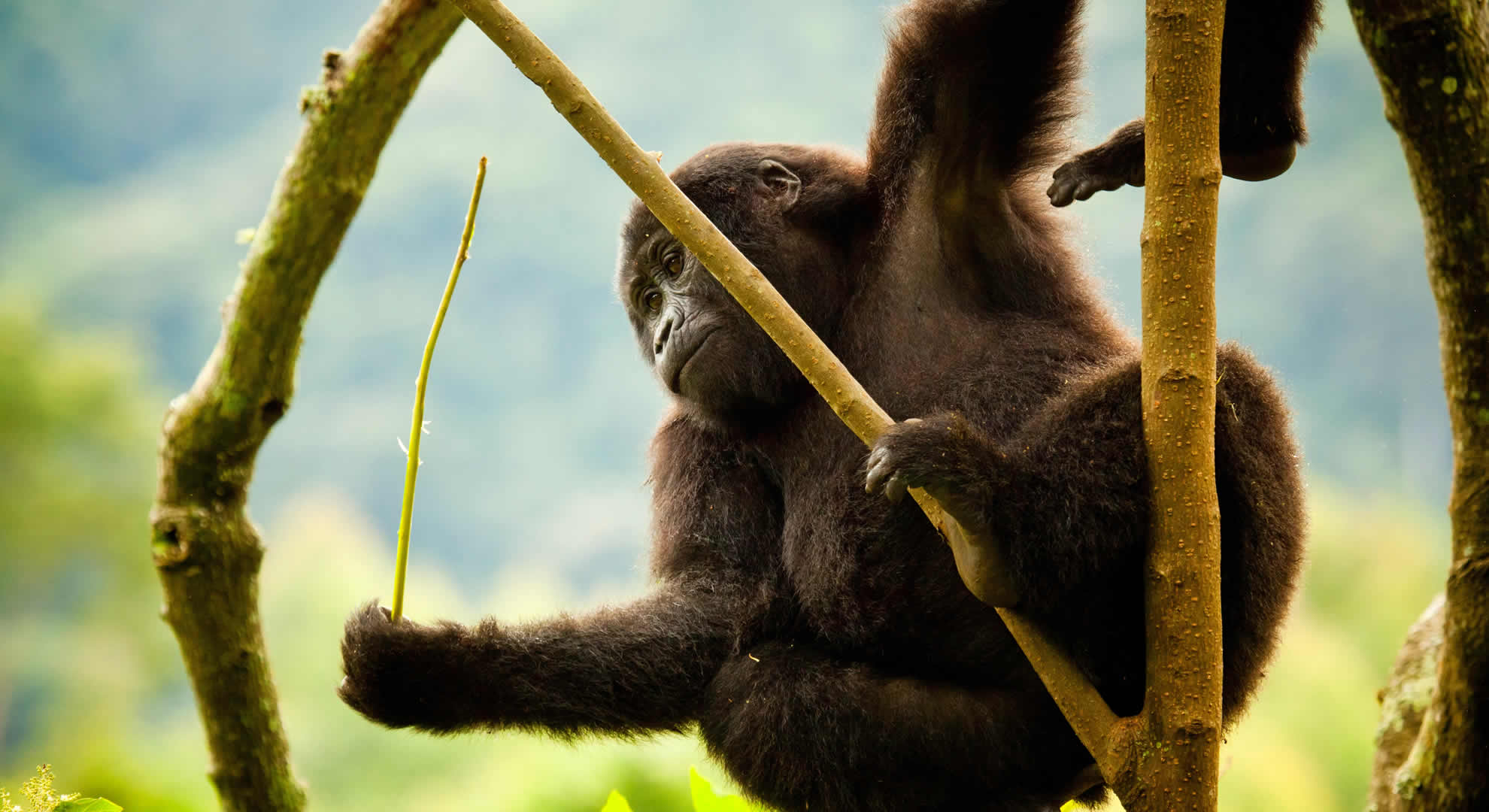 mgahinga gorilla national park mgahinga gorilla national park