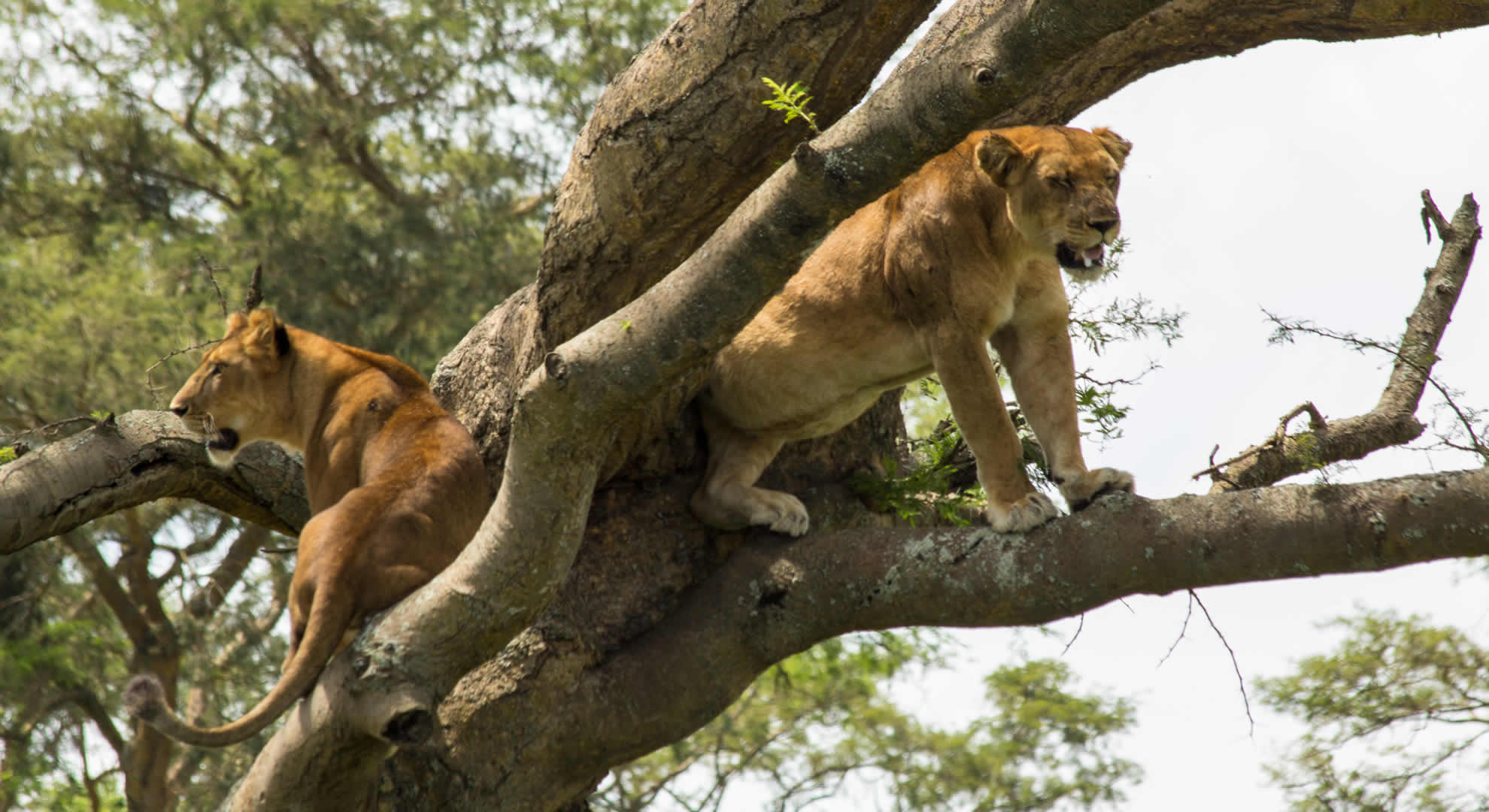 queen elizabeth national park queen elizabeth national park