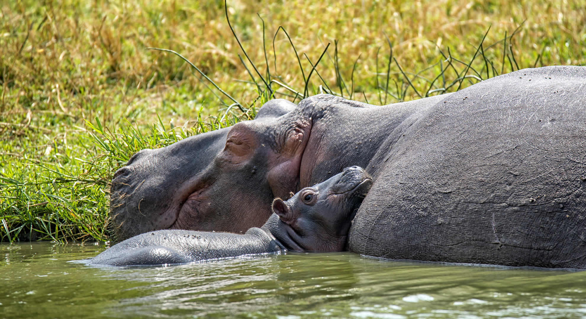 queen elizabeth national park queen elizabeth national park