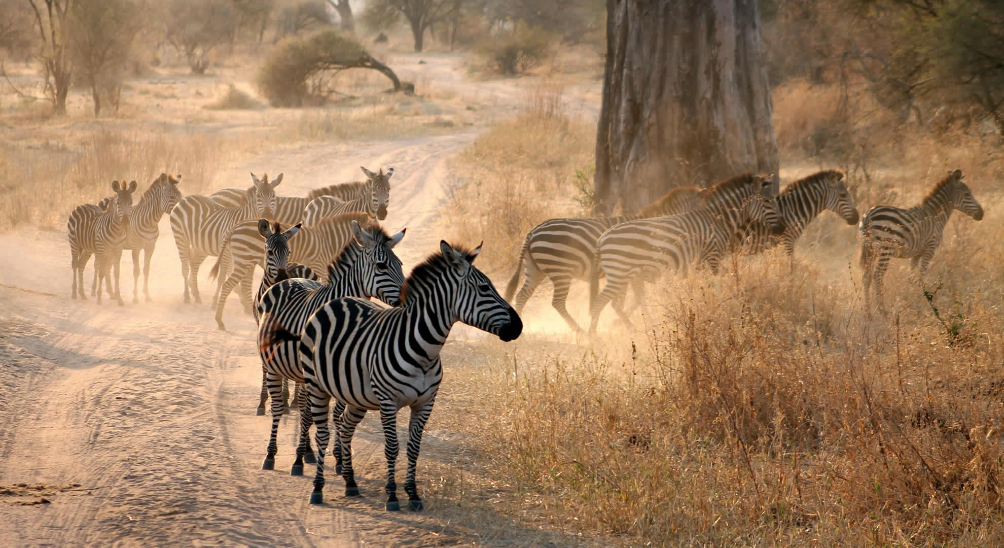 daytrip to arusha national park daytrip to arusha national park