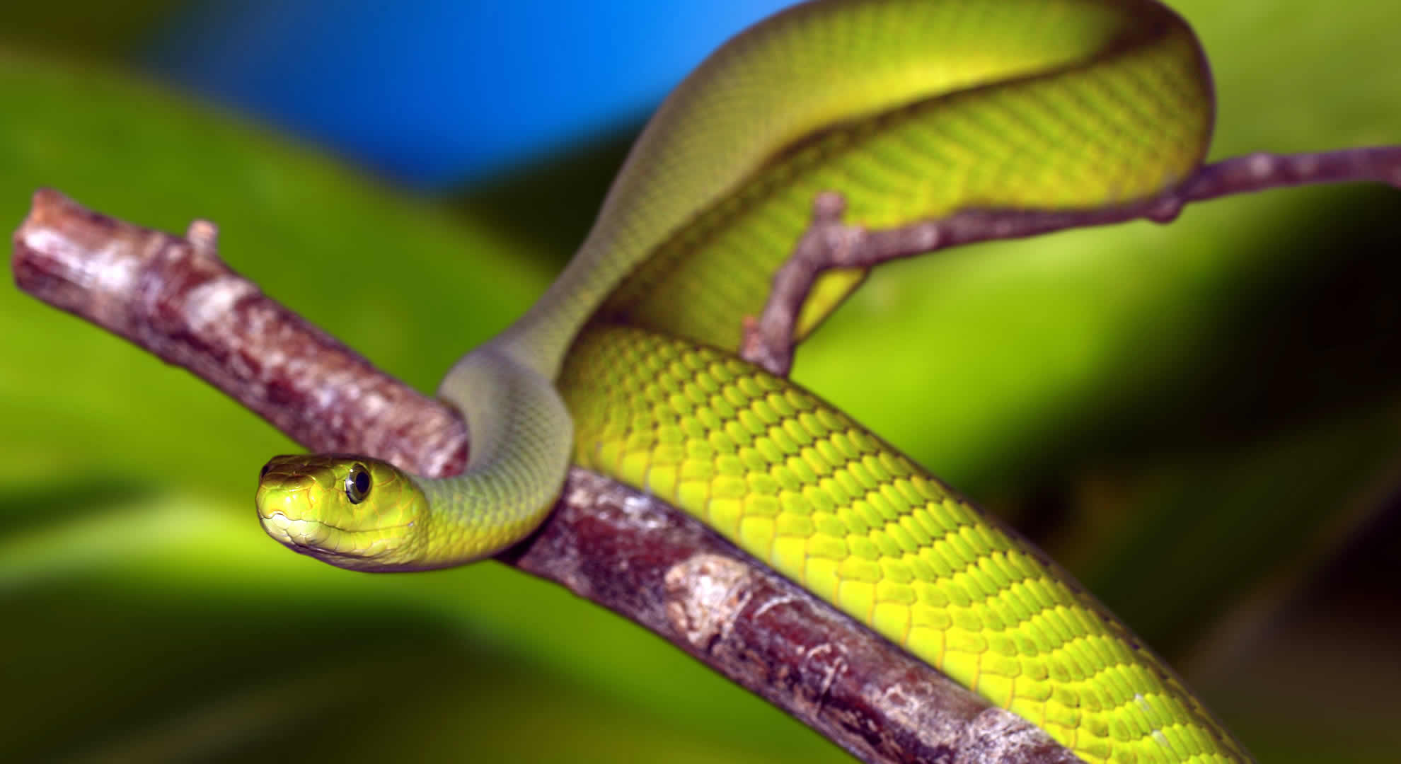 meserani snake park meserani snake park