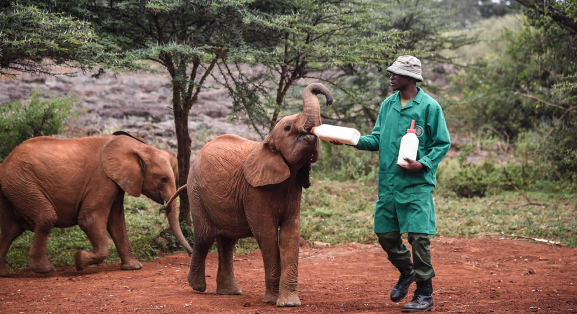 david shedrick's elephant orphanage david shedrick's elephant orphanage