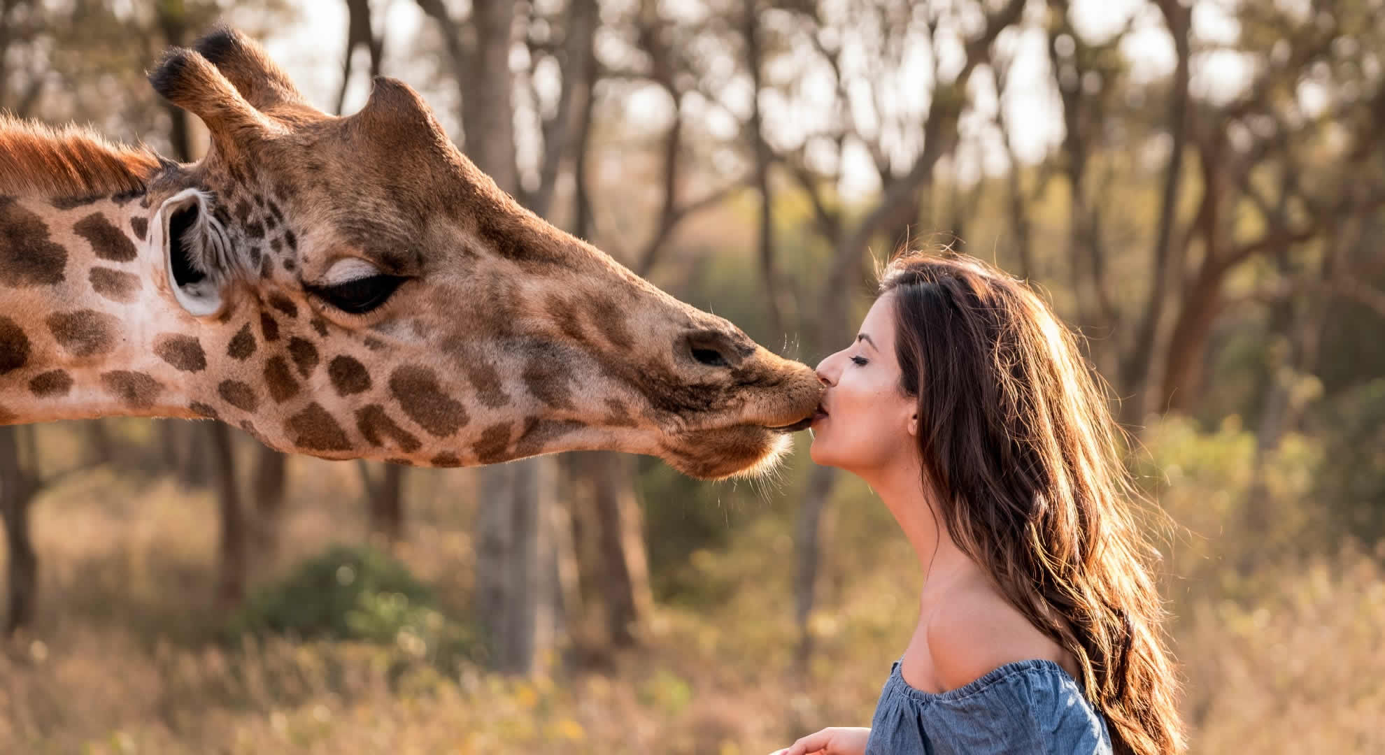 giraffe center nairobi giraffe center nairobi
