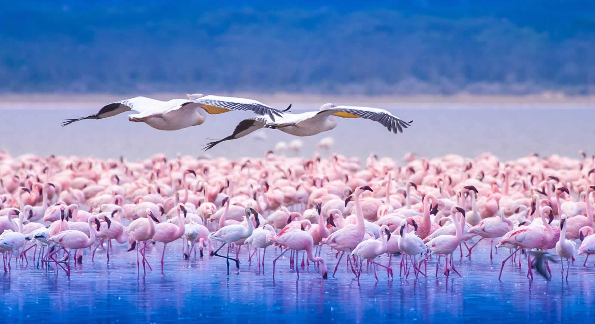 daytrip to lake nakuru national park daytrip to lake nakuru national park