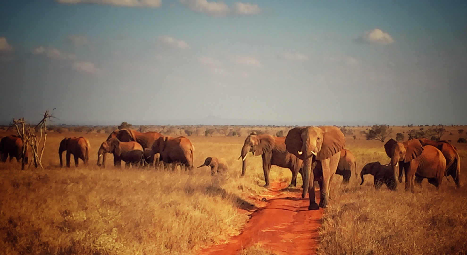 daytrip to tsavo east national park