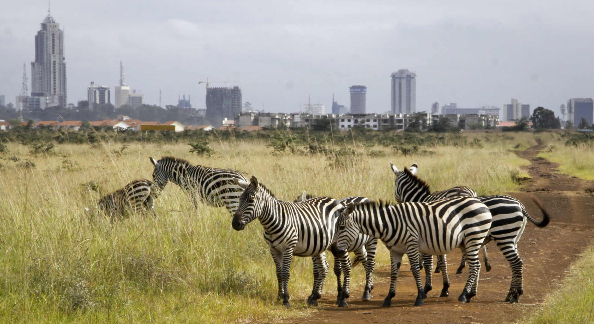 daytrip to nairobi national park daytrip to nairobi national park