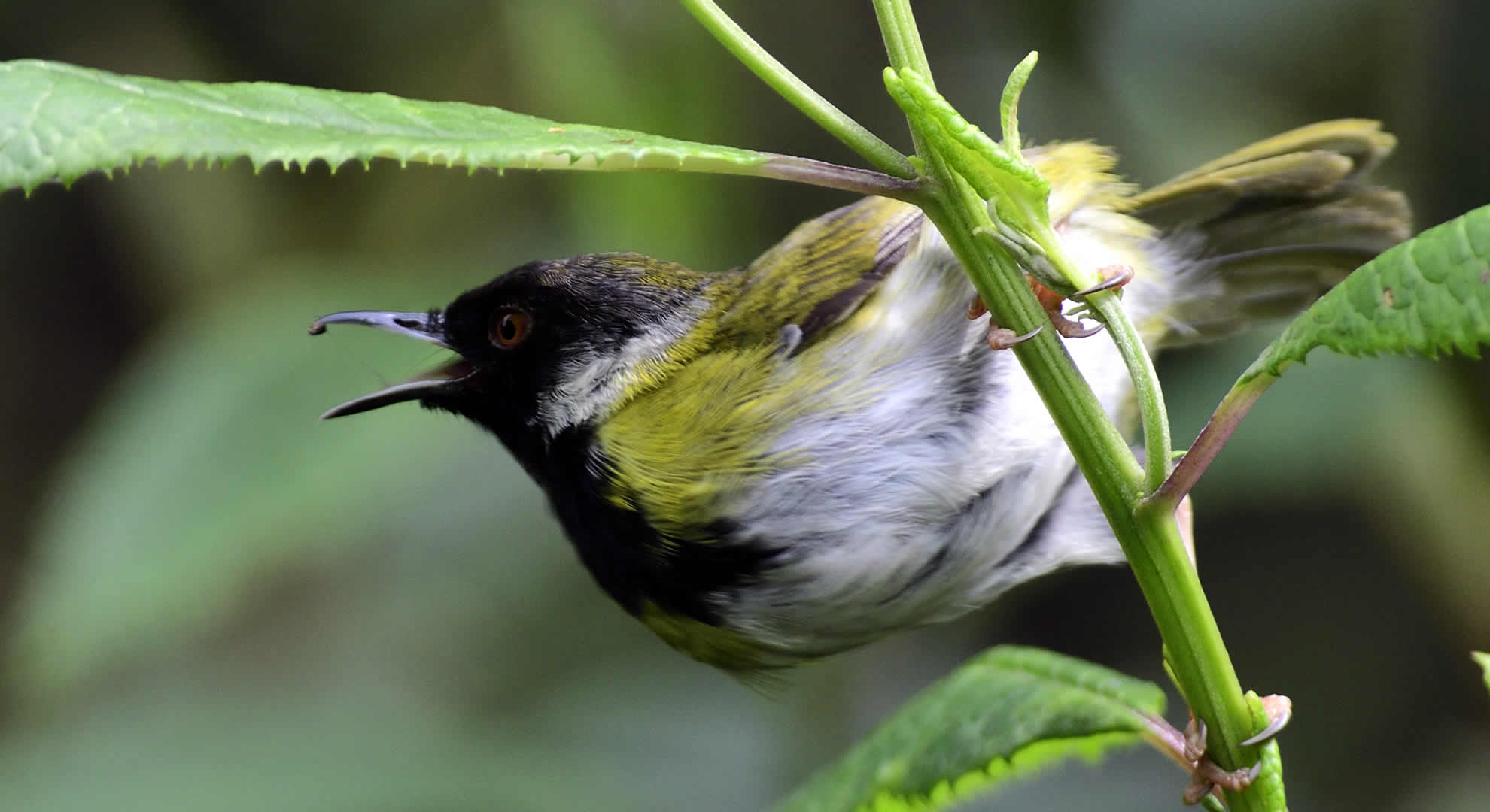 nyungwe forest bird walk nyungwe forest bird walk
