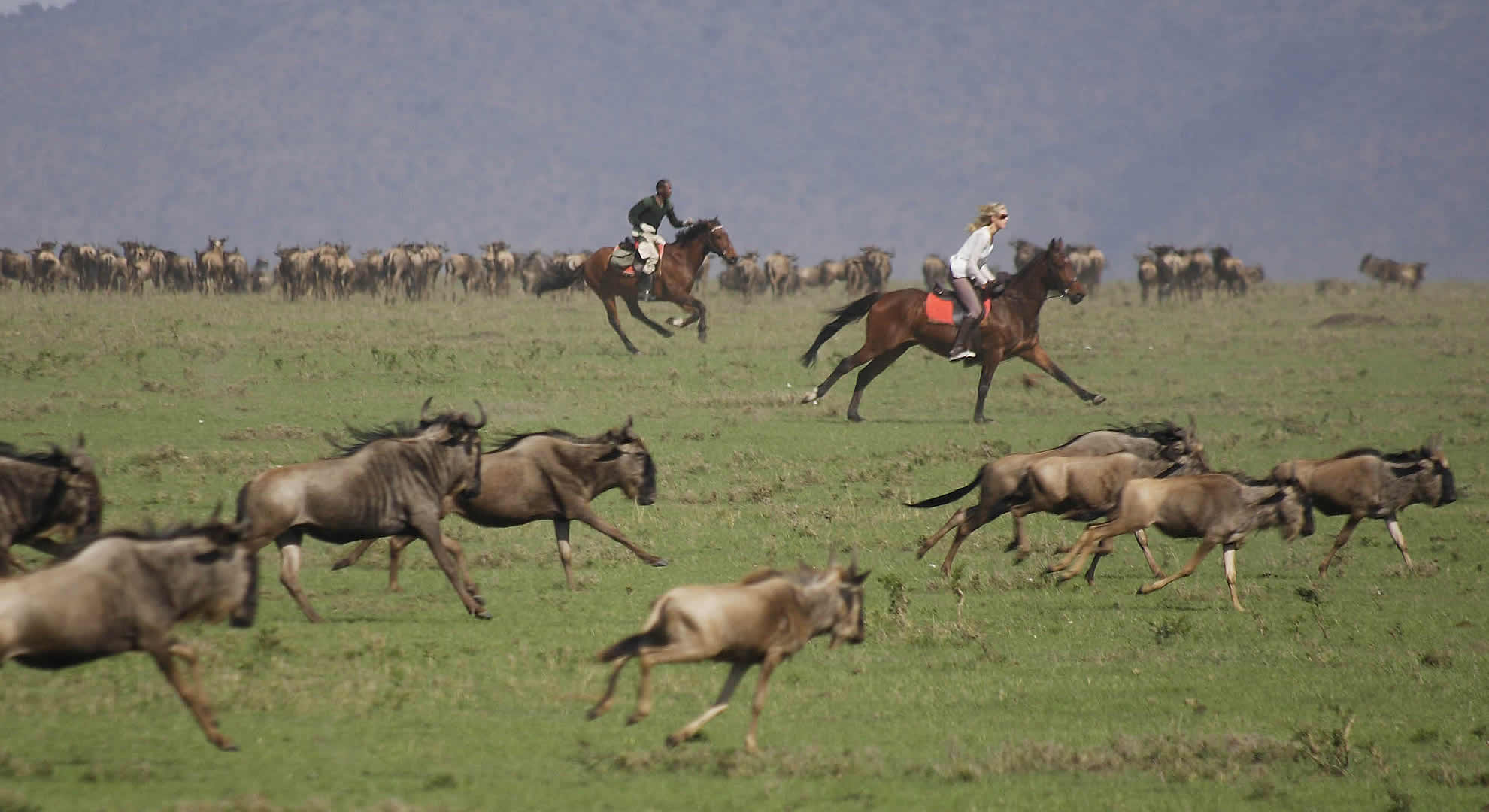 horse and camel rides