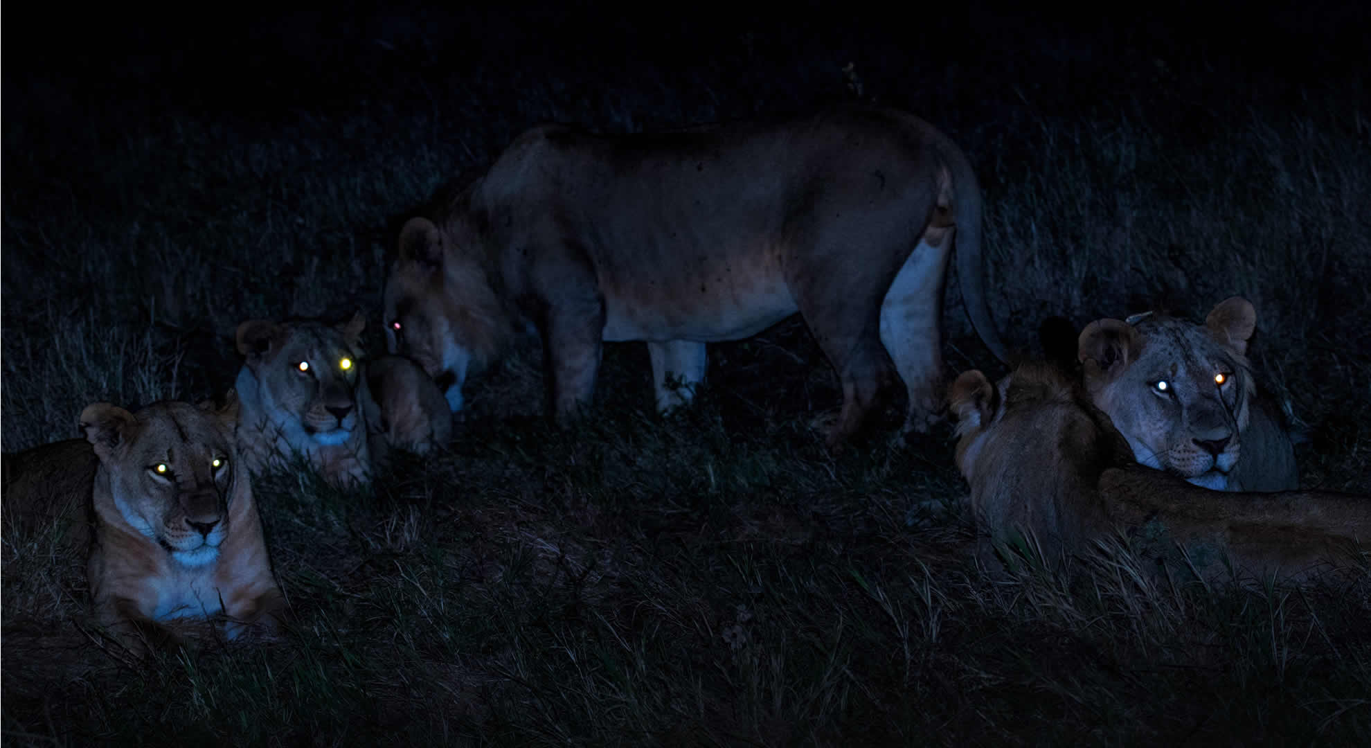 night game drives