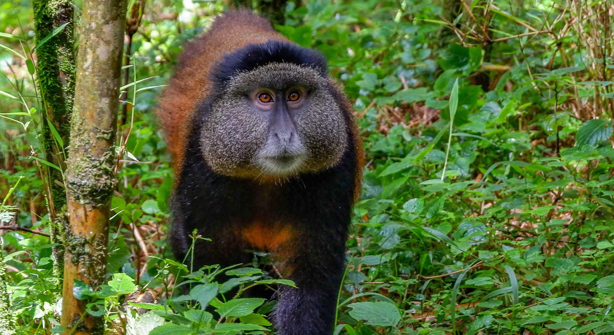rwanda golden monkey trekking rwanda golden monkey trekking