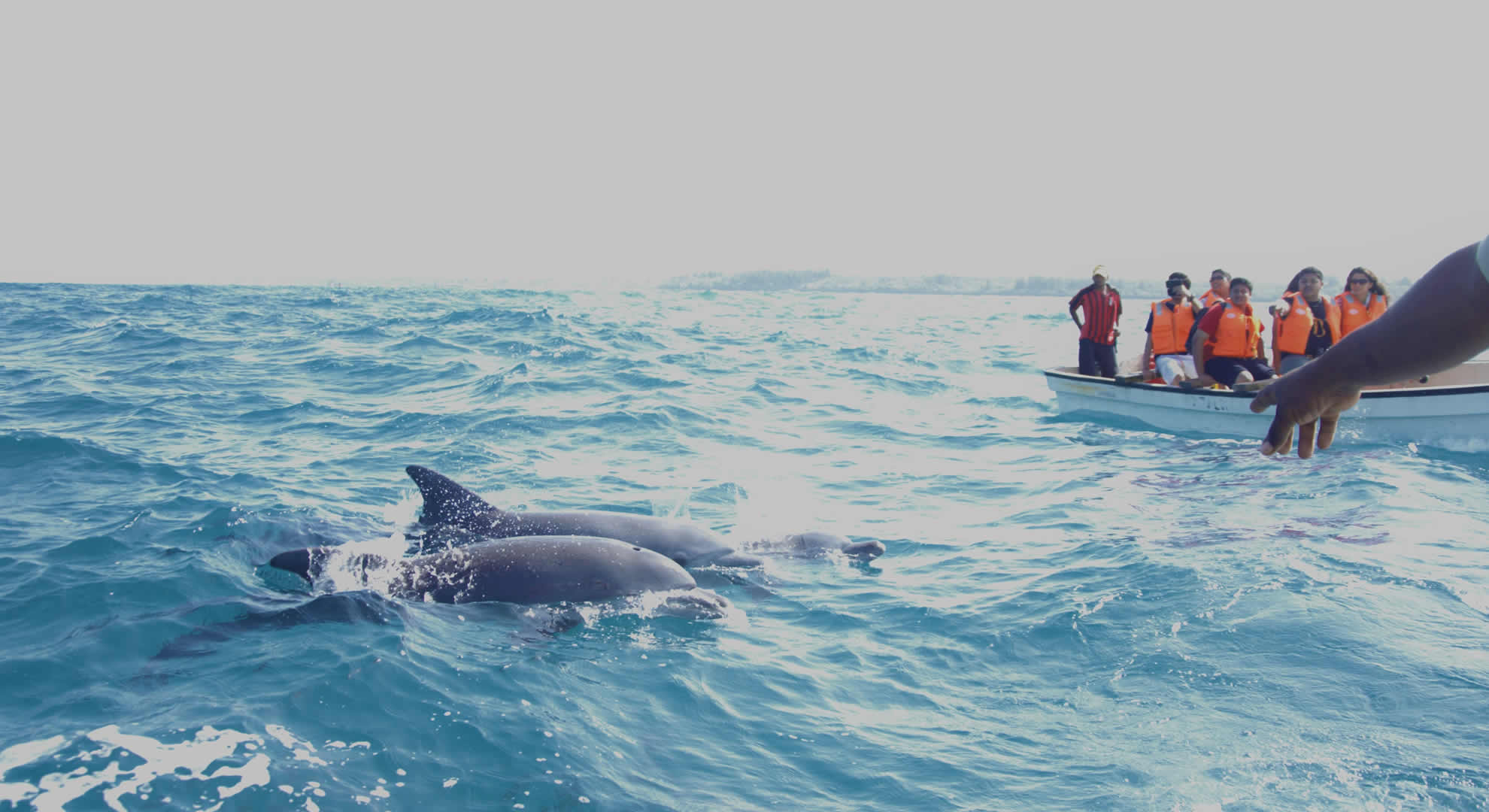 zanzibar dolphin tour zanzibar dolphin tour