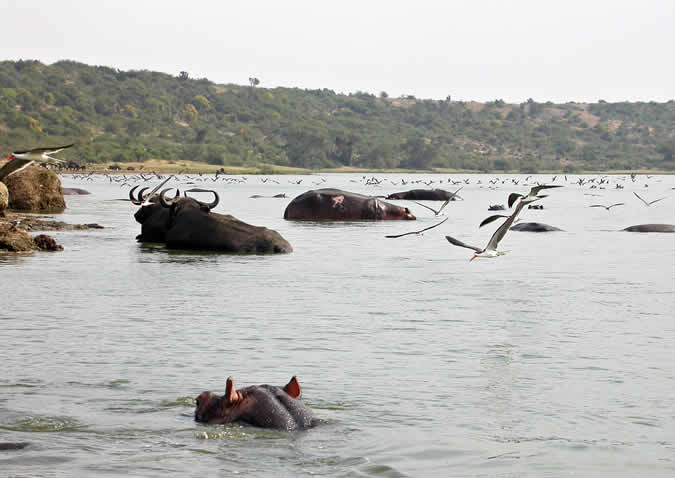 kazinga channel kazinga channel