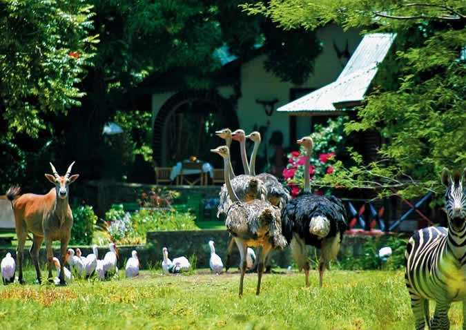 mount meru game lodge mount meru game lodge