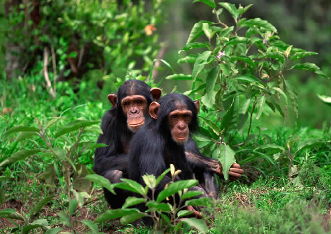 rwanda chimp trek rwanda chimp trek