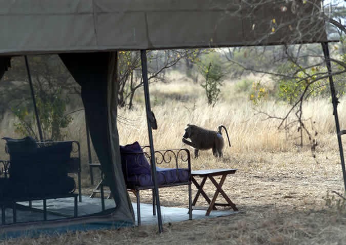 serengeti halisi camp