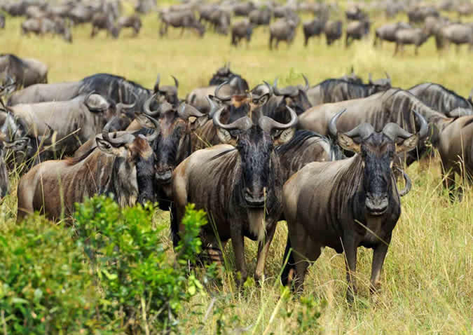 serengeti national park wildebeest serengeti national park wildebeest